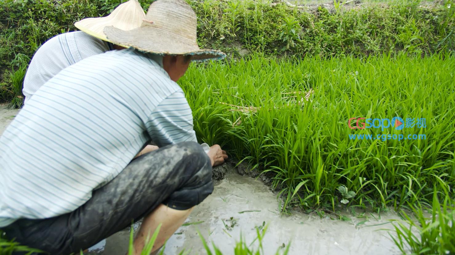 插秧农民种植乡村生活职业装高级农村